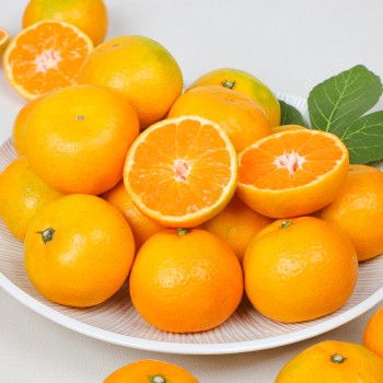 제주 노지 감귤 극조생 / 그린향