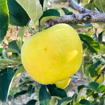 가정용 시나노골드 소과 4kg(28-30과)